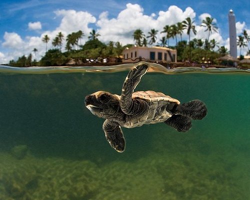 Praia Do Forte - CHARTER Semana de Turismo - Salida 28 de Marzo 2026 						